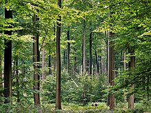 Bachelor of Science Forestry (Botany, Zoology, forestry)Design 2 Brussels Zonienwoud