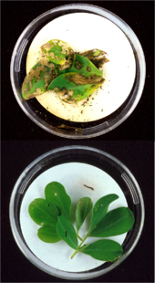 Bachelor of Science Biotechnology (CBT) – Chemistry, Botany, Biotechnology Placement 3 Bt plants
