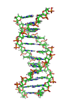 DNA orbit animated