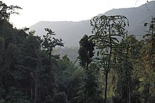 Khao Sok primary tropical rainforest southern Thailand
