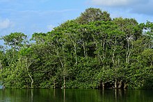 Mangrove forests by Shagil Kannur