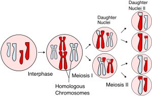 Meiosis Overview new.svg