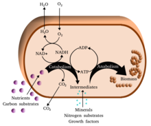 Metabolism
