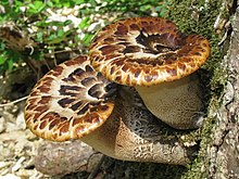 Bachelor of Science Bachelor of Science in (PMIT) – Physics, Mathematics, Information Technology in India 2 Polyporus squamosus Molter