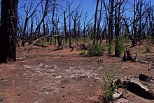 Post Forest Fire
