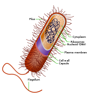 Bachelor of Science Bachelor of Science in (PMIT) – Physics, Mathematics, Information Technology Alumni 4 Prokaryote cell.svg