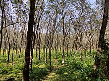 Rubber plantation Kerala