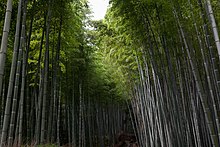 Sagano Bamboo forest