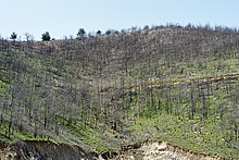 Bachelor of Science Forestry (Botany, Zoology, forestry) in USA 4 Verbrannter Wald Thasos