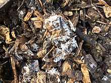Bachelor of Science Bachelor of Science in (PMIT) – Physics, Mathematics, Information Technology Latest 3 White fungus in wood chips