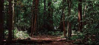 Bachelor of Science Forestry (Botany, Zoology, forestry University 2 hvh
