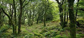 Read more about the article Bachelor of Science Forestry (Botany, Zoology, forestry) admission