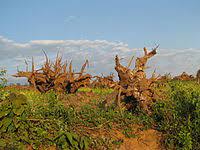 Bachelor of Science Forestry (Botany, Zoology, forestry) Entrepreneur 3 rty