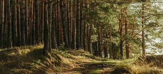 Read more about the article Bachelor of Science Forestry (Botany, Zoology, forestry placement