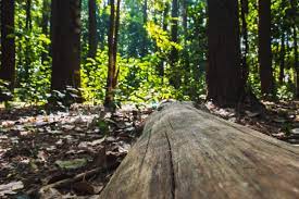 Read more about the article Bachelor of Science Forestry (Botany, Zoology, forestry) Technology