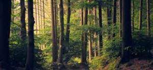 Read more about the article Bachelor of Science Forestry (Botany, Zoology, forestry) White Paper