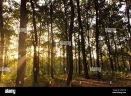 Read more about the article Bachelor of Science Forestry (Botany, Zoology, forestry) Examination
