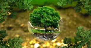 Bachelor of Science Forestry (Botany, Zoology, forestry Smart Boy 2 vcdf