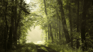 Read more about the article Bachelor of Science Forestry (Botany, Zoology, forestry)