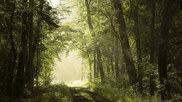 Read more about the article Bachelor of Science Forestry (Botany, Zoology, forestry)