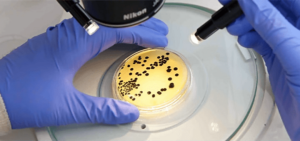 Read more about the article Bachelor of Science Microbiology (CBM) – Chemistry, Botany, Microbiology