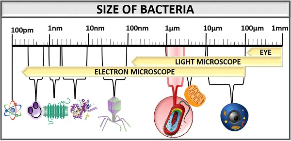 Read more about the article Bacteria‐Size