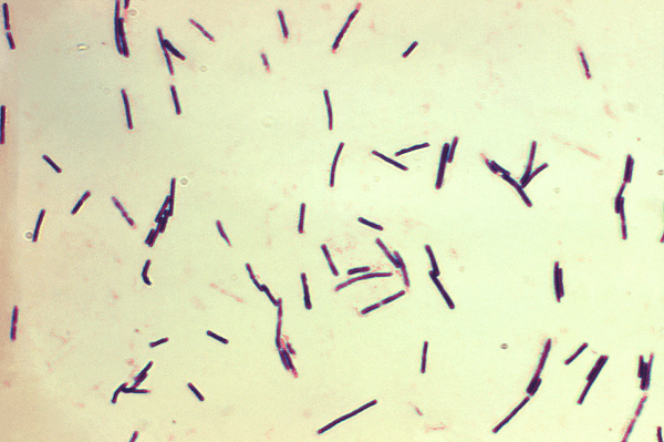 Read more about the article Clostridium perfringens