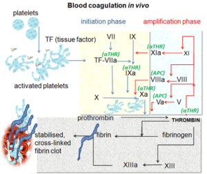 Read more about the article Coagulation