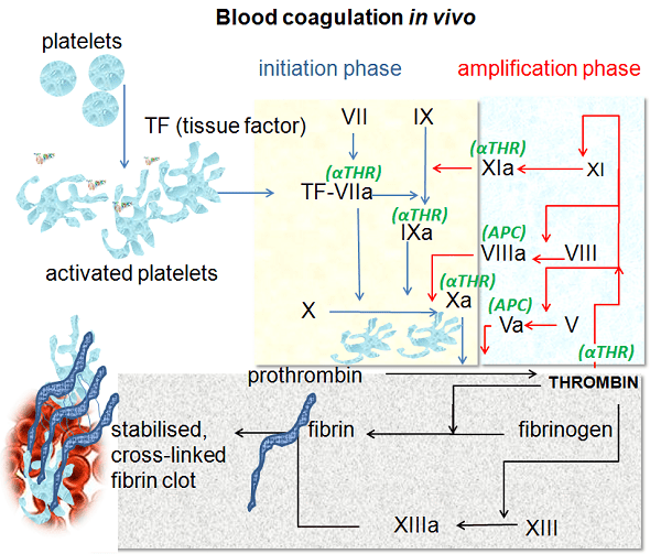 Read more about the article Coagulation
