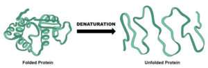 Read more about the article Denaturation