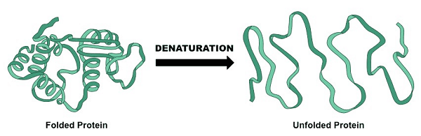 Read more about the article Denaturation