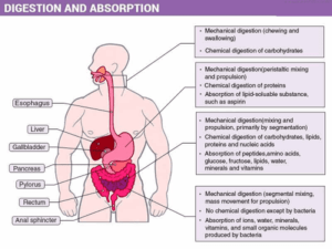Read more about the article Digestion & Absorption