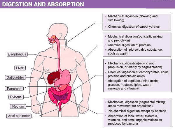 Read more about the article Digestion & Absorption