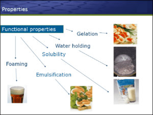 Read more about the article Functional Properties