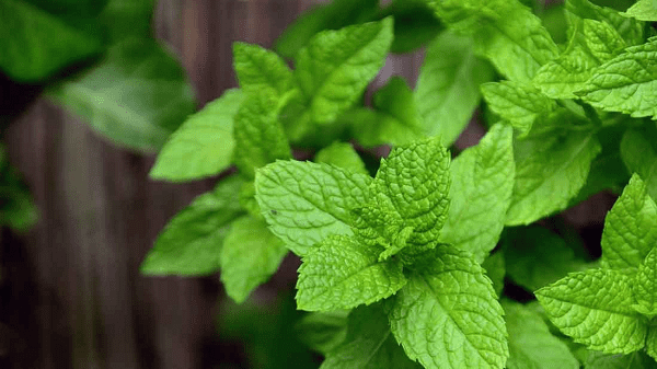 Read more about the article Herbs