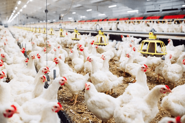 Read more about the article Poultry