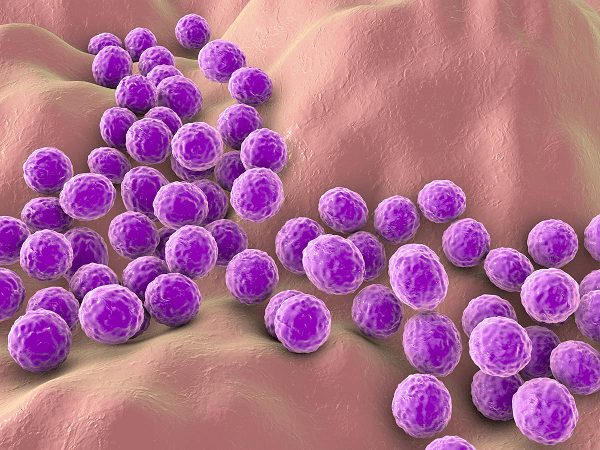 Read more about the article Staphylococci