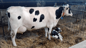 Read more about the article Veal