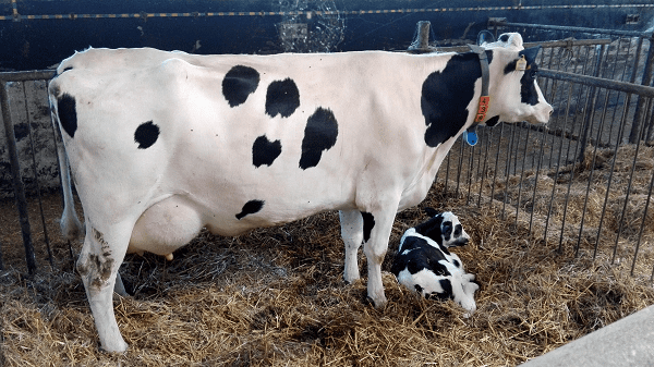 Read more about the article Veal