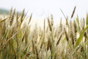 Read more about the article Diagram of wheat