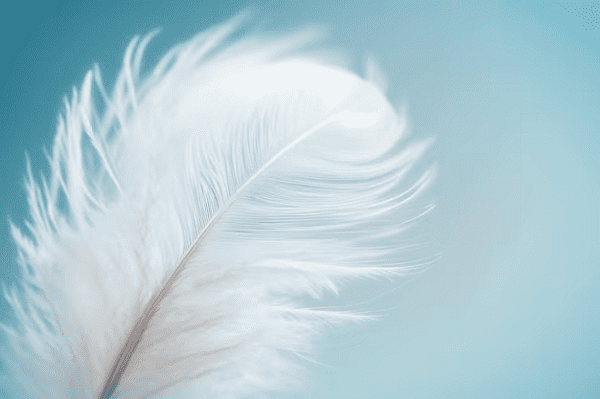 Read more about the article Soft