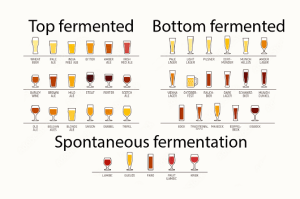 Read more about the article Fermentation‐ top and bottom