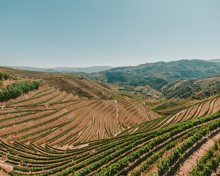 Read more about the article Wine growing regions