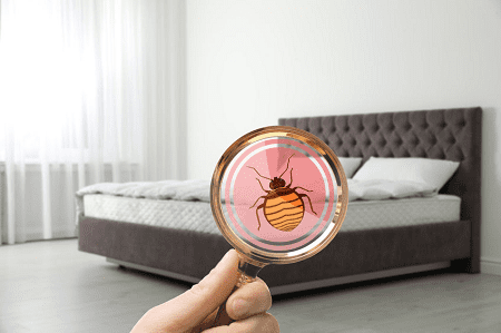 Read more about the article Common Pests in Hospitality Industry
