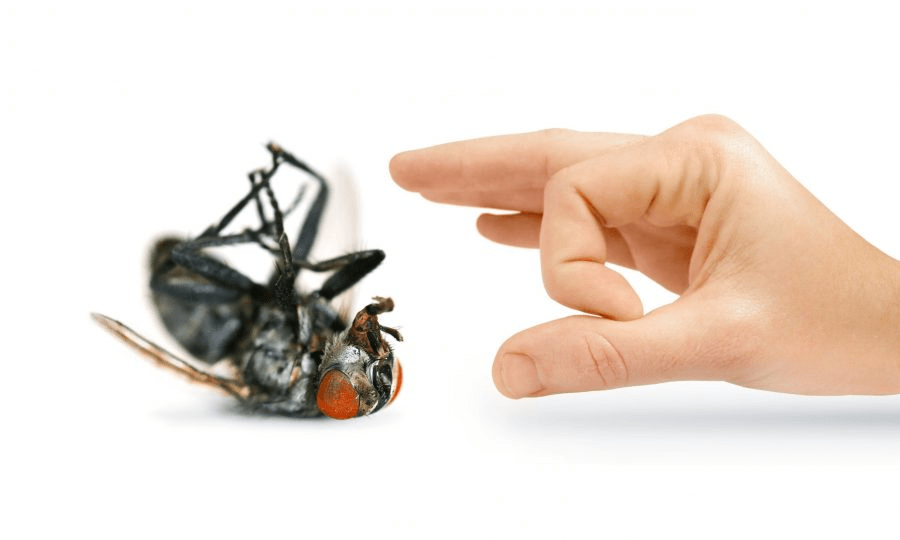Prevention and Control of Pests 5 Prevention and Control of Pests